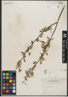 Foto von Salix petiolaris Sm.